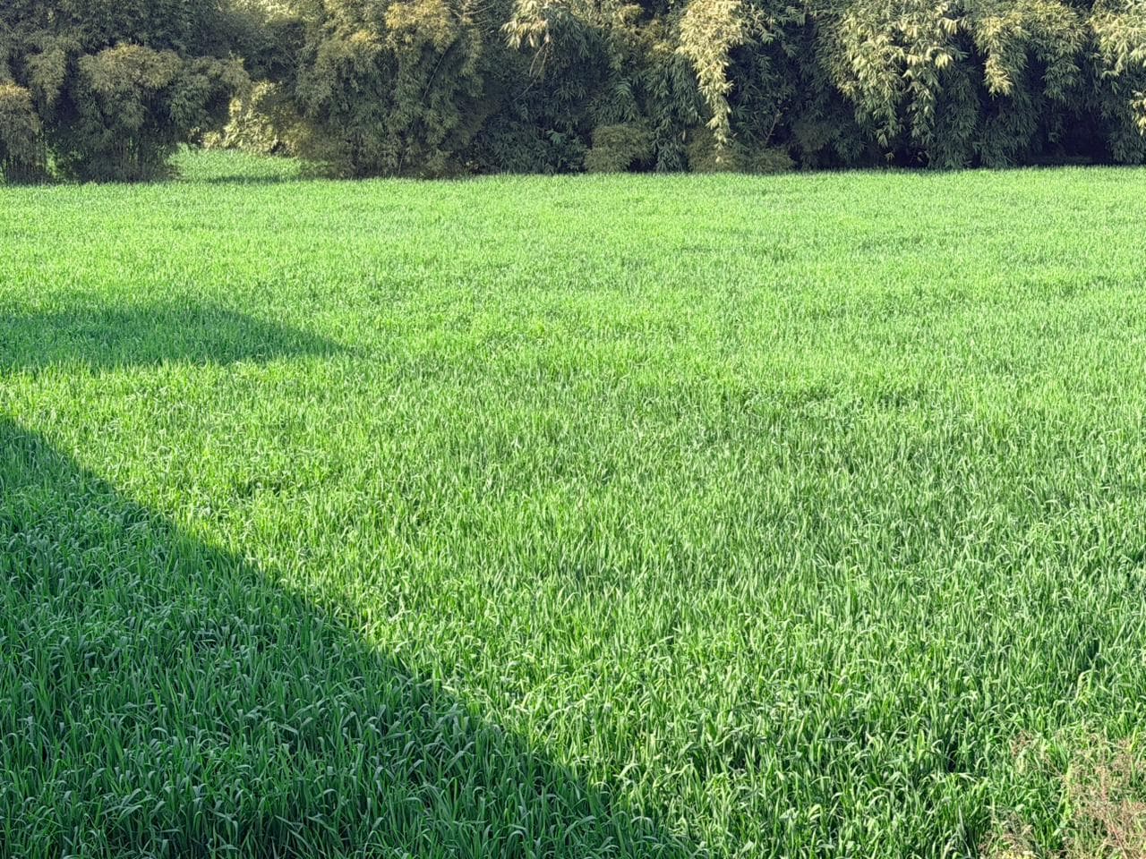 Green agricultural crop field